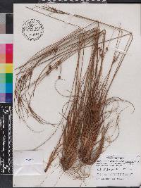 Cyperus retrorsus image
