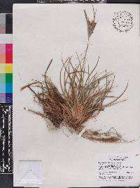 Cyperus retrorsus image