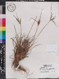 Cyperus retrorsus image