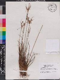 Cyperus retrorsus image