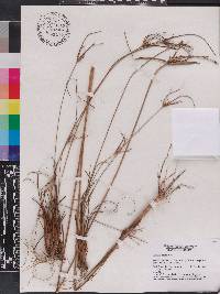 Cyperus nashii image