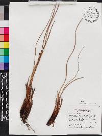Xyris caroliniana image