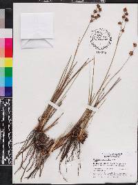 Juncus scirpoides image