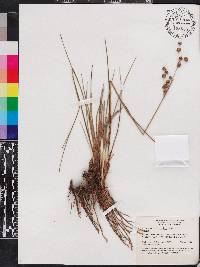 Juncus scirpoides image