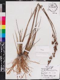 Juncus scirpoides image