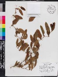 Smilax auriculata image