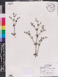 Eriogonum tomentosum image