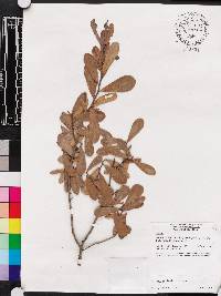 Asimina reticulata image