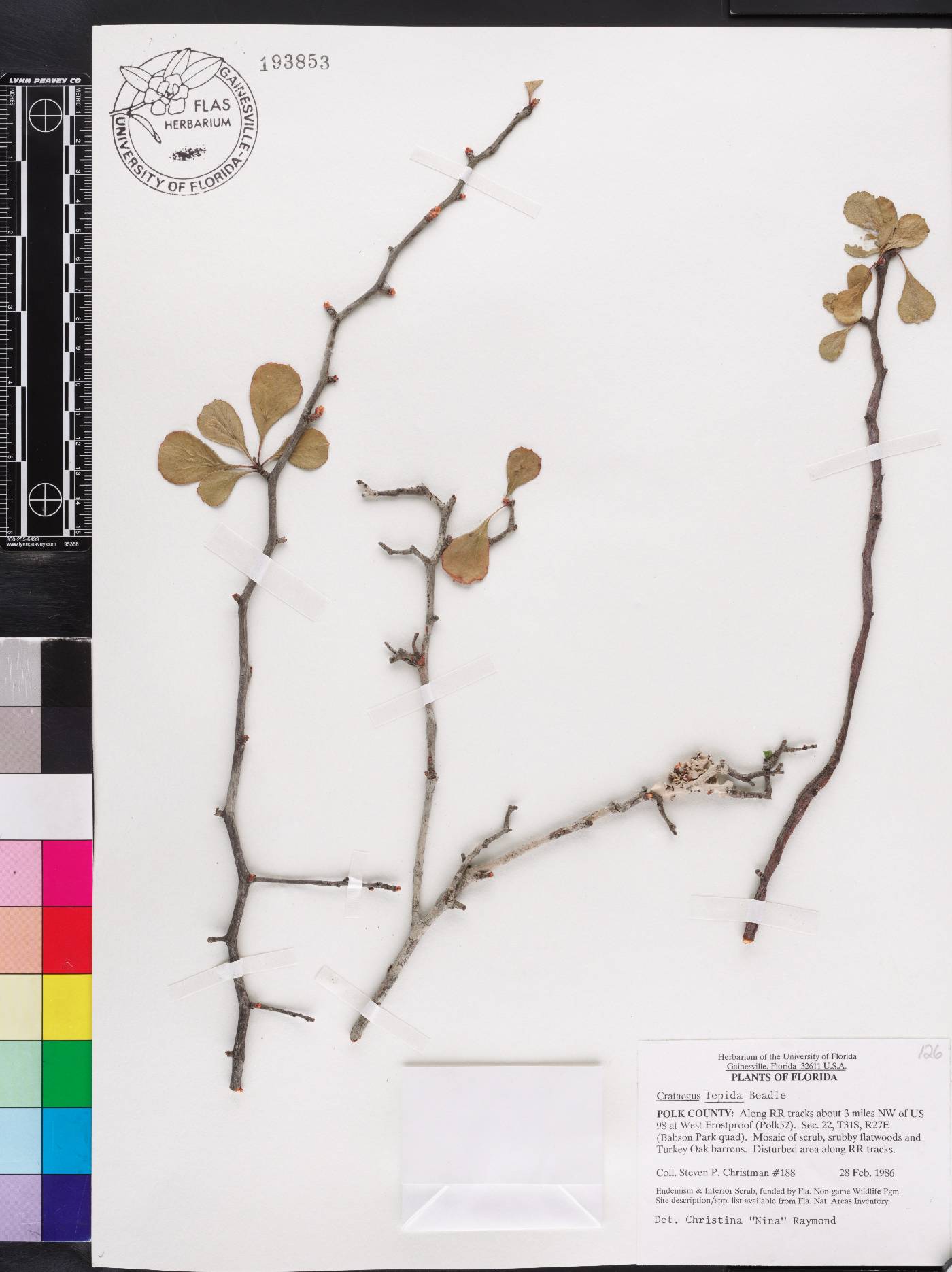 Crataegus lepida image