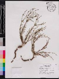 Euphorbia polyphylla image