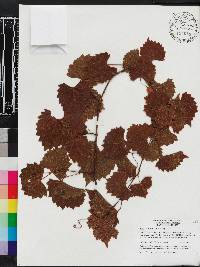 Vitis munsoniana image