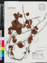 Vitis munsoniana image