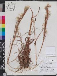 Andropogon brachystachyus image