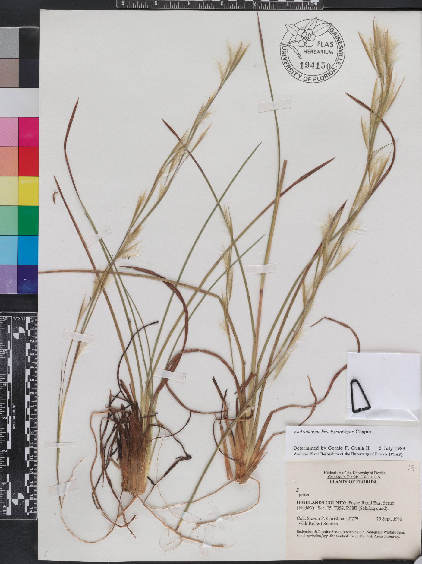 Andropogon brachystachyus image