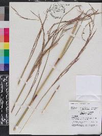 Andropogon brachystachyus image