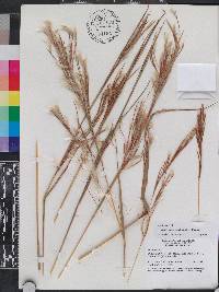 Andropogon brachystachyus image