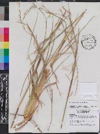 Andropogon brachystachyus image