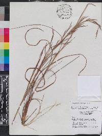 Andropogon brachystachyus image