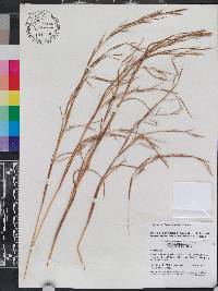 Andropogon brachystachyus image