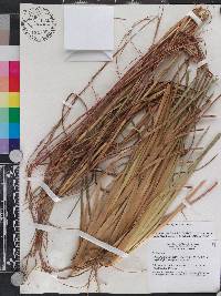 Andropogon brachystachyus image