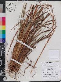 Andropogon brachystachyus image