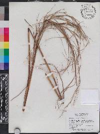 Andropogon brachystachyus image