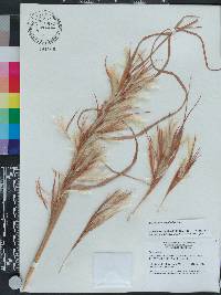 Andropogon longiberbis image
