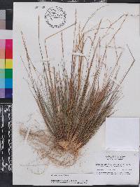 Andropogon gyrans image