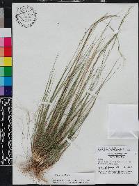 Aristida gyrans image