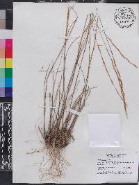 Aristida gyrans image