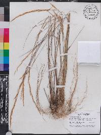 Aristida gyrans image