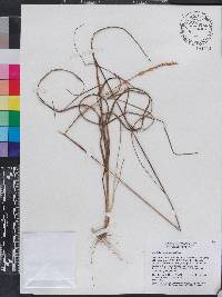 Aristida purpurascens image