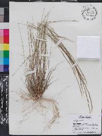 Aristida spiciformis image