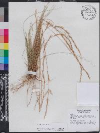 Aristida stricta image