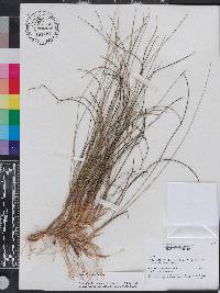 Aristida stricta image