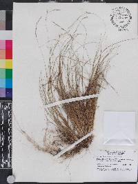 Aristida stricta image