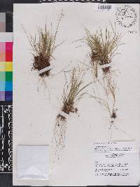 Panicum breve image