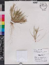 Panicum breve image