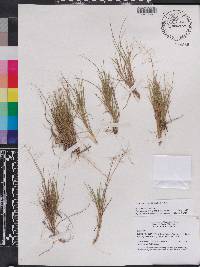 Panicum breve image