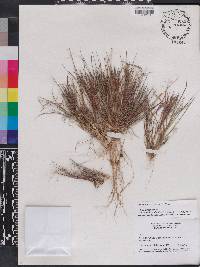 Panicum breve image