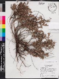 Crocanthemum nashii image