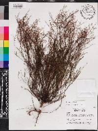 Lechea deckertii image