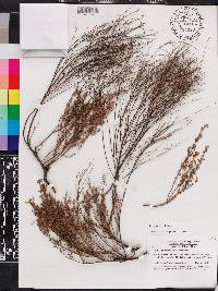 Lechea deckertii image