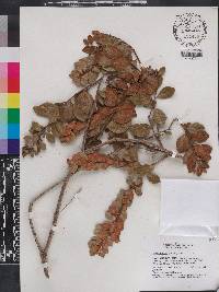 Lyonia fruticosa image