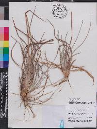 Andropogon virginicus var. glaucus image