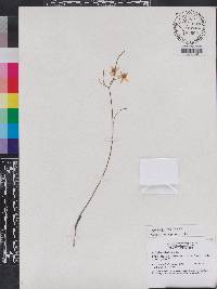 Asclepias feayi image