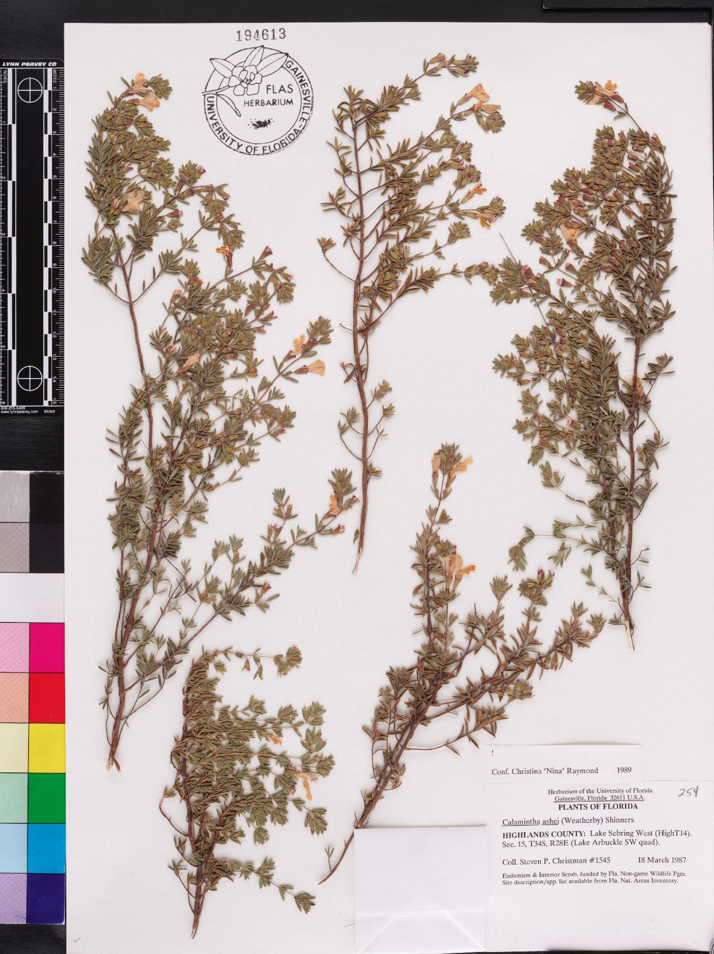 Calamintha ashei image