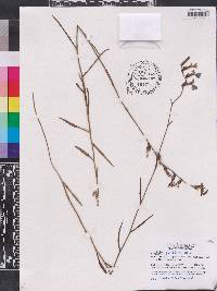 Lobelia glandulosa image