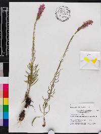 Liatris chapmanii image