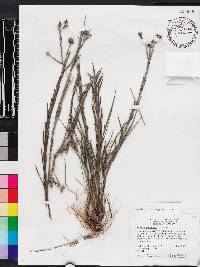 Pityopsis graminifolia image